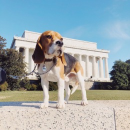 Congrats to Jeffrey for winning pet of the week  Instagram post from @the_ellingtondc on May 27, 2020 11:56:09am